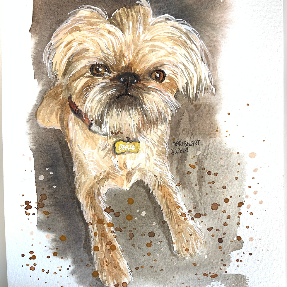 Brussel griffon