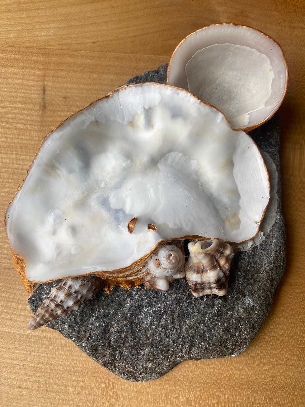Miniaturbild: Shells with big flat stone