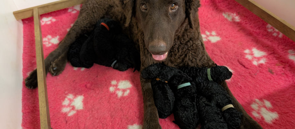 Curly coated retriever puppies