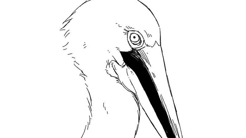 pelicanblink.gif