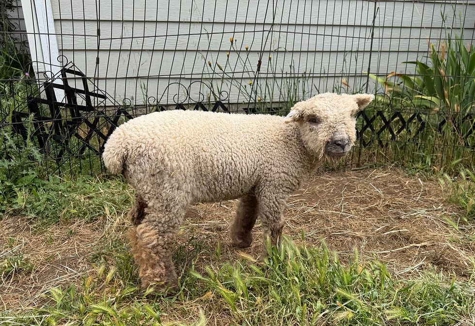 Babydoll lamb for sale