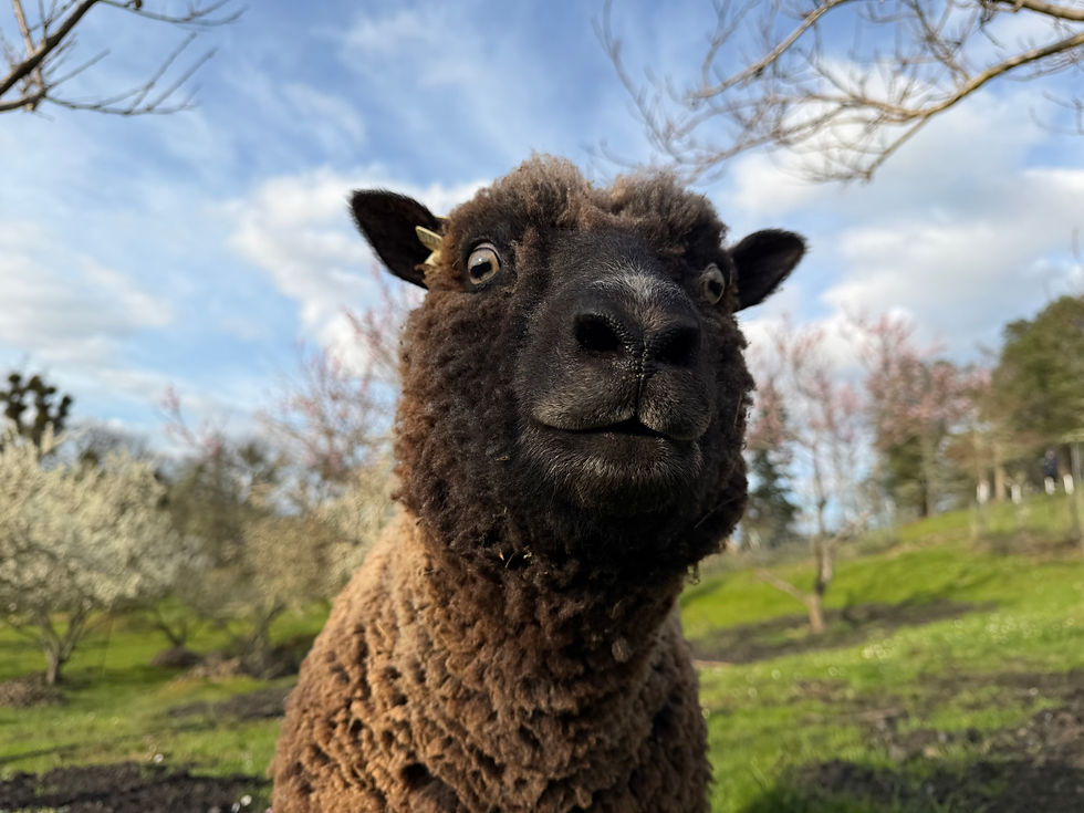 Babydoll ewes