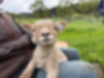 Babydoll lamb for sale