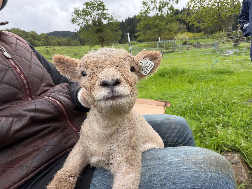 Babydoll lamb for sale