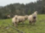 Babydoll lamb for sale
