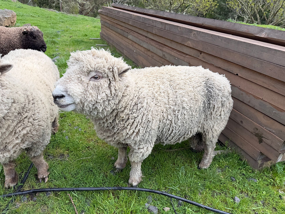 Southdown Babydoll Rams