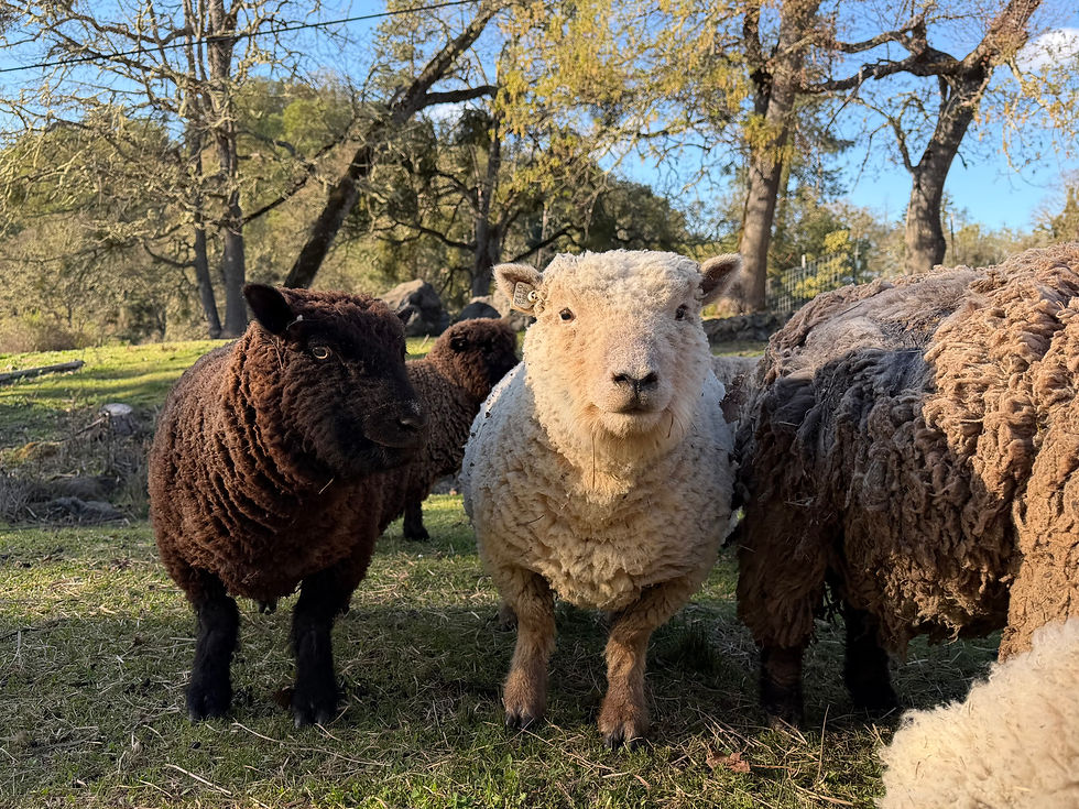 Babydoll ewes