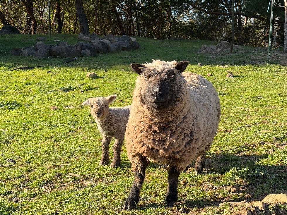 Babydoll ewes