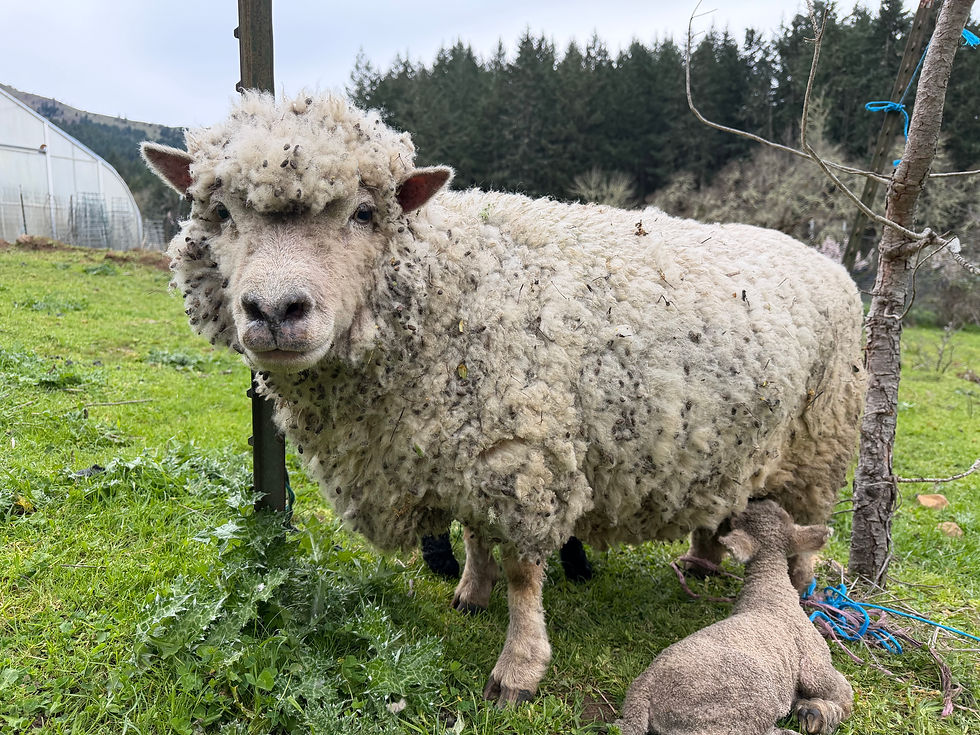 Babydoll ewes