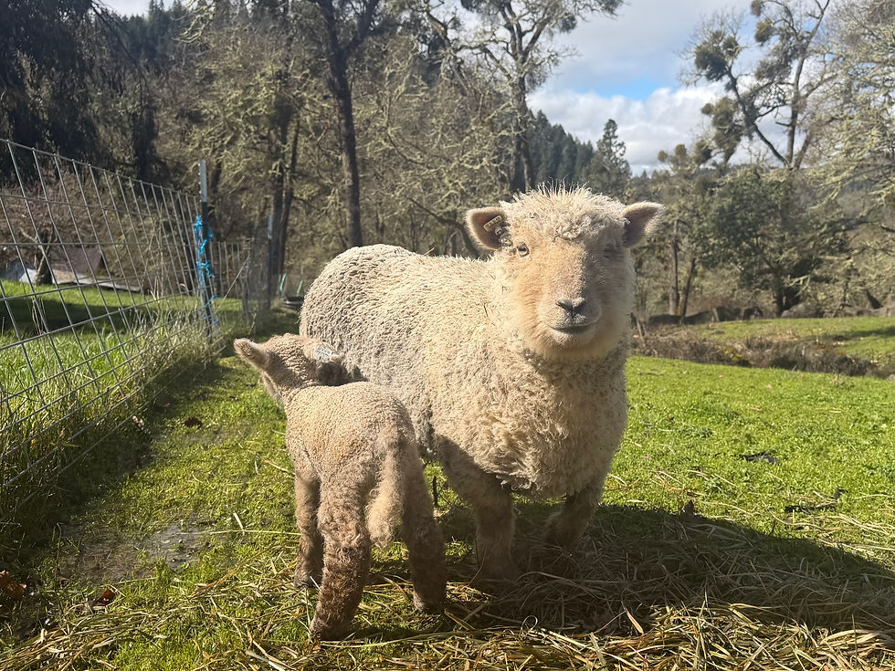 Babydoll ewes