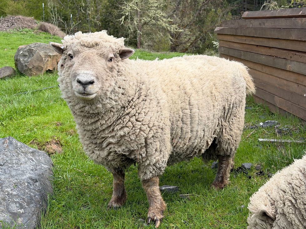Southdown Babydoll Rams