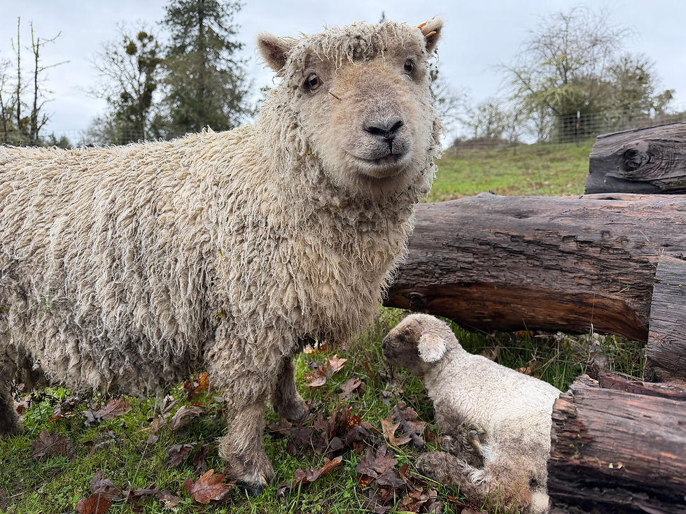 Babydoll ewes