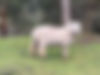 Southdown babydoll sheep lamb white