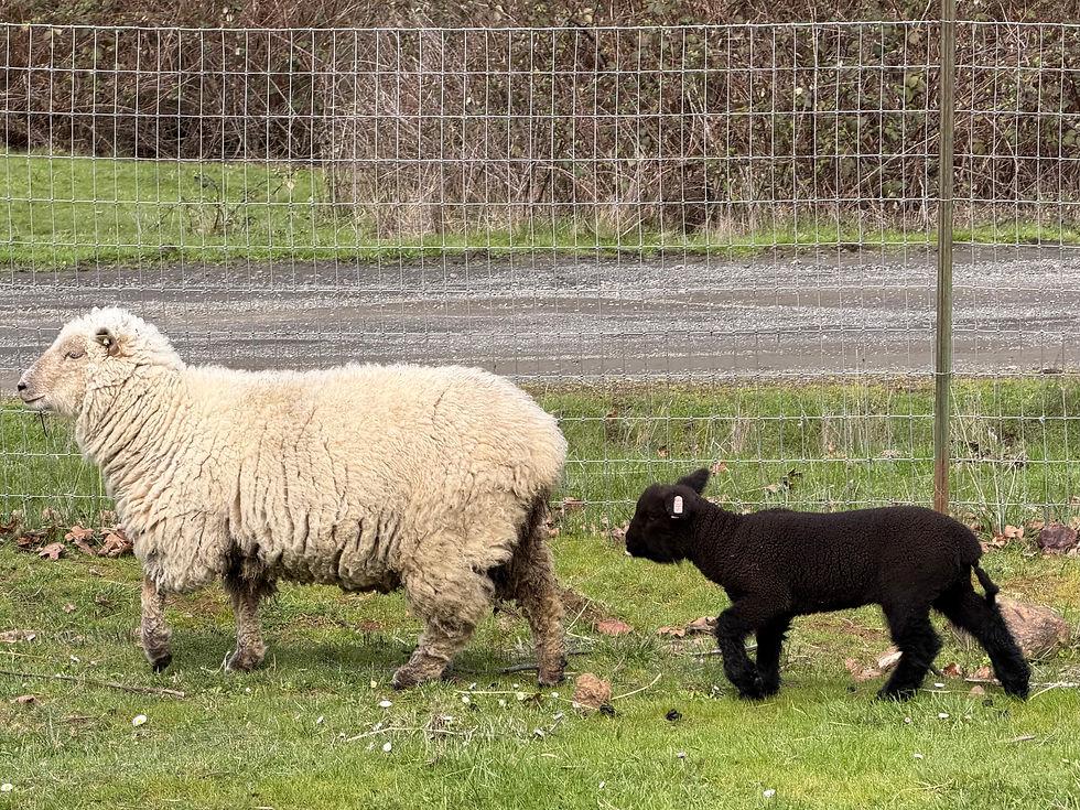 Babydoll lamb for sale