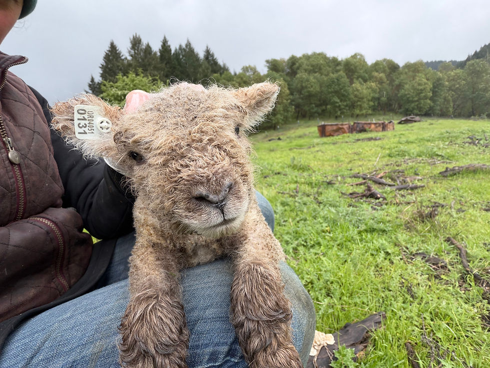 Babydoll lamb for sale