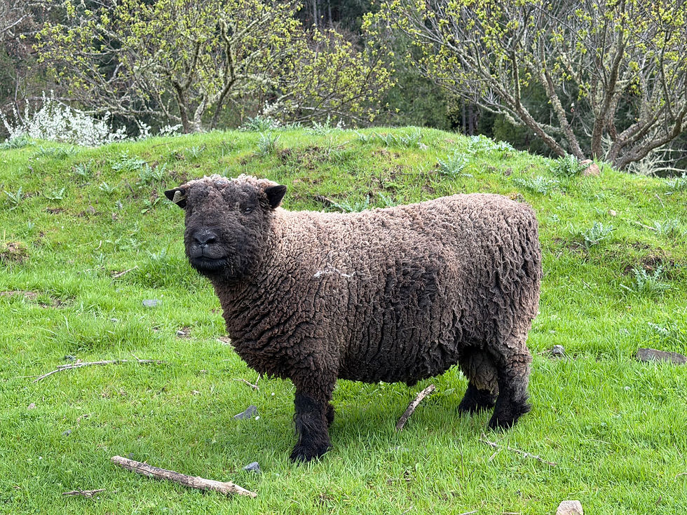 Southdown Babydoll Rams