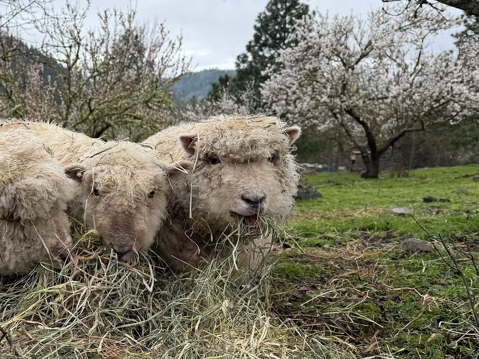 Babydoll ewes