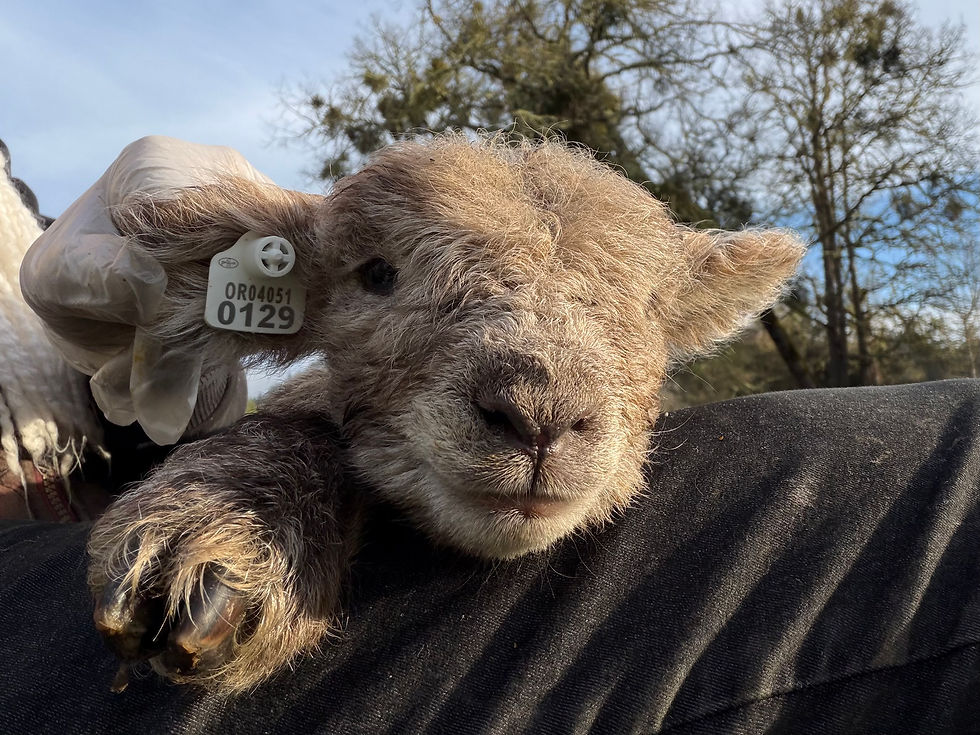 Babydoll lamb for sale