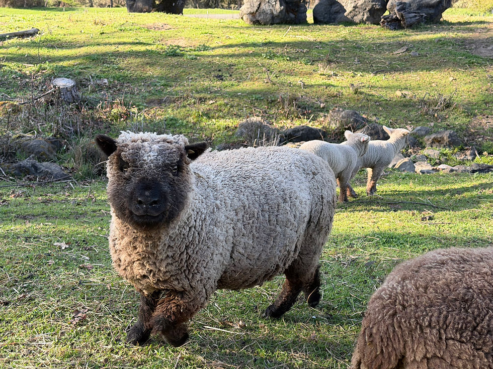 Babydoll ewes