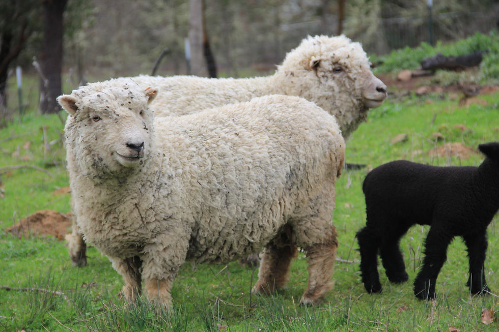 Babydoll ewes