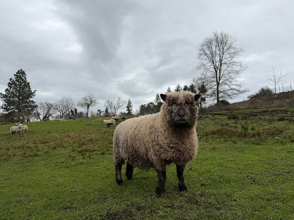 Babydoll ewes