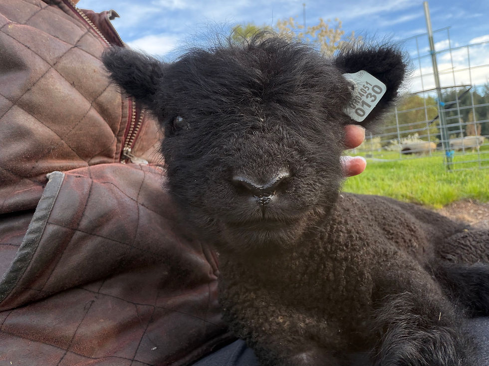 Babydoll lamb for sale