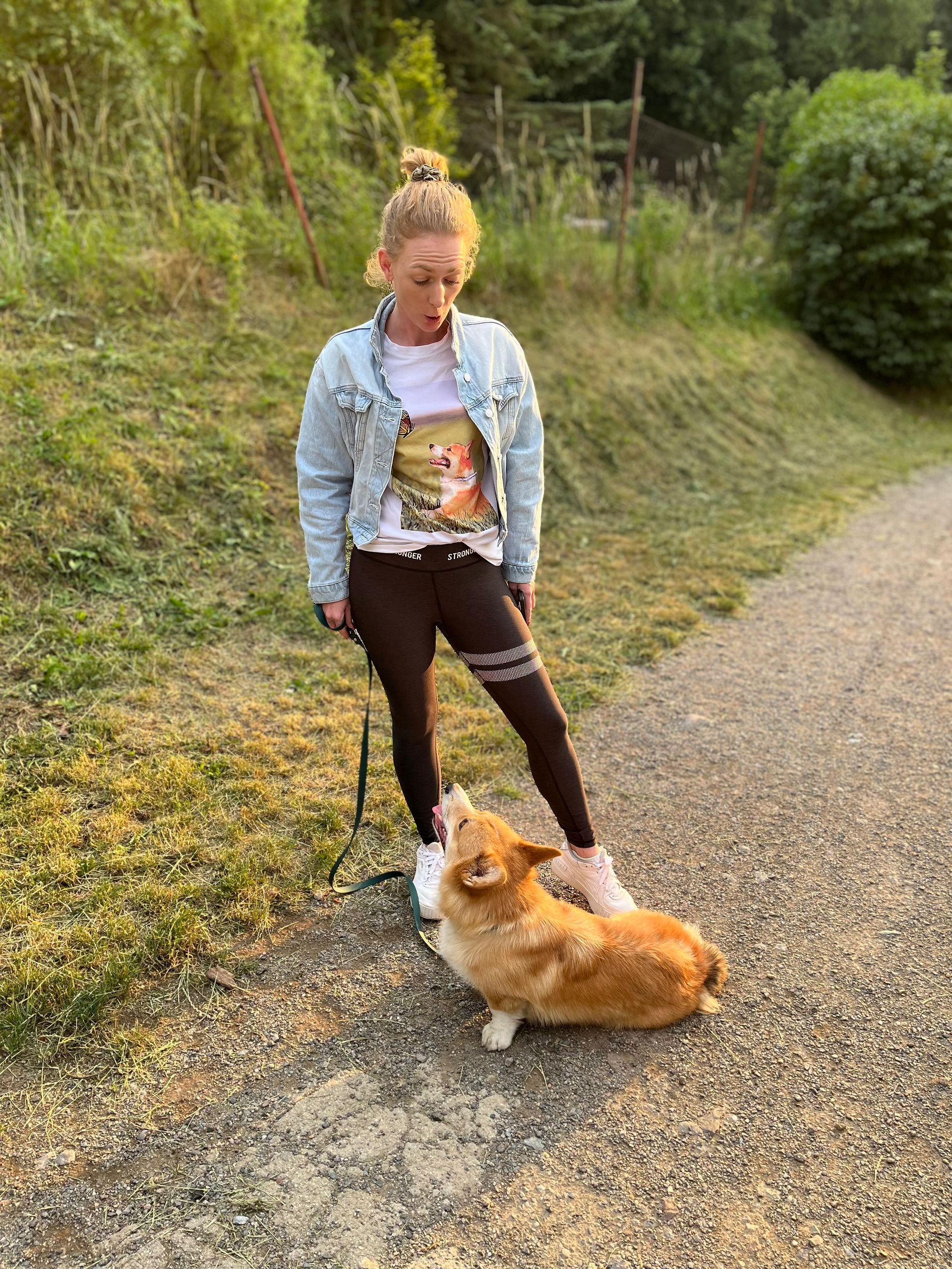 Welsh Corgi Pembroke