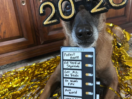 5 Easy Dog Training Goals for a Better Relationship