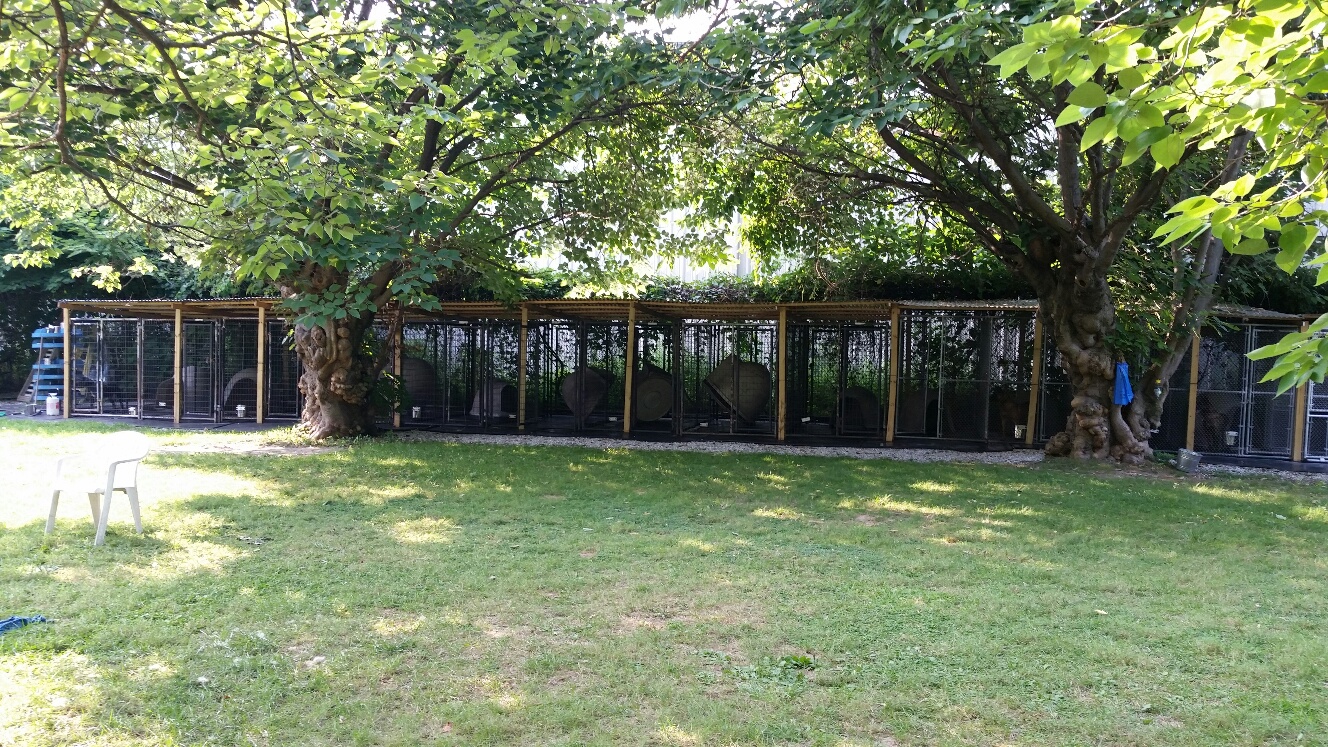 K9 KONCEPTS DOG TRAINING, GROOMING, BOARDING BALTIMORE, MD