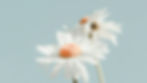 Pause-You-Counselling-Canberra-16.jpg