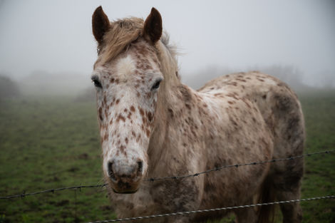 A horse on a misty day on Portland