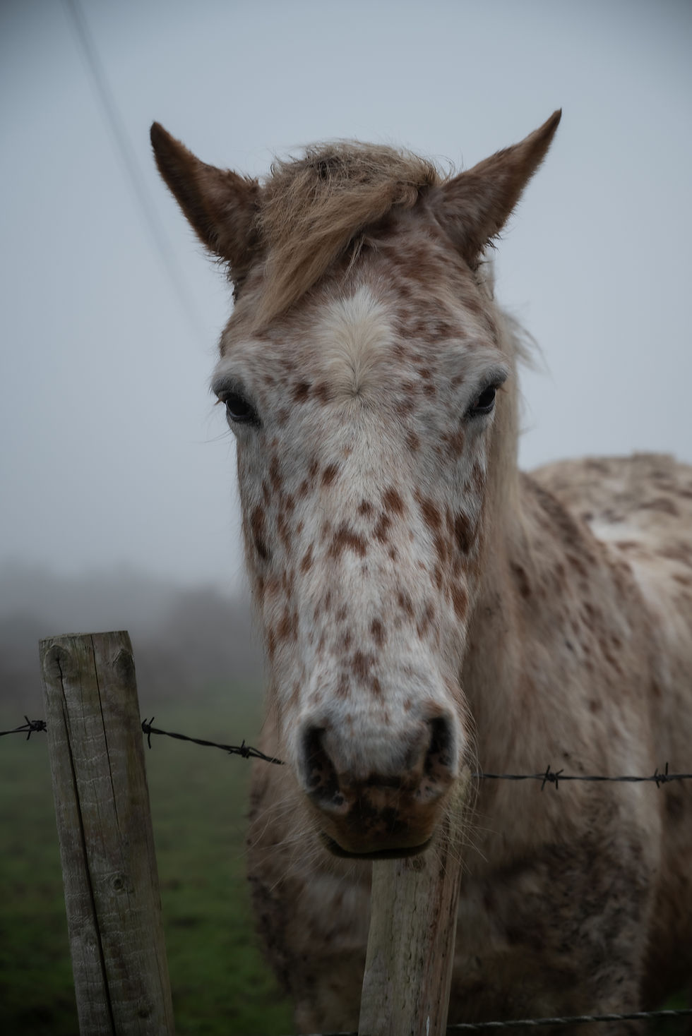 A close up of a horse on a misty day