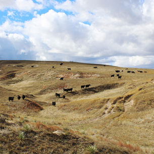 BX Grass Ranch - Hemingford, NE