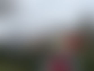 Tannenbaumverkauf 2023