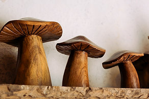 Cogumelos de bancada - Madeira