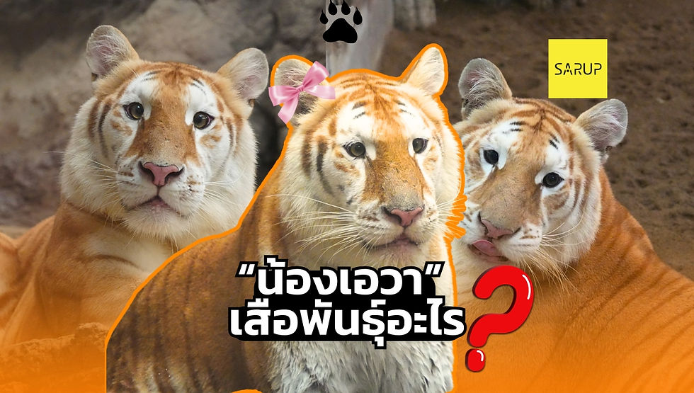 น้องเอวา