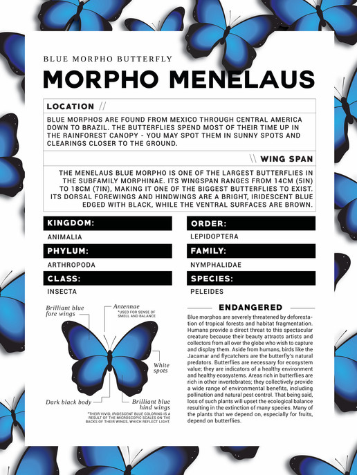 Butterfly Infographic