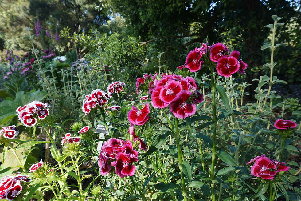 DSC00460