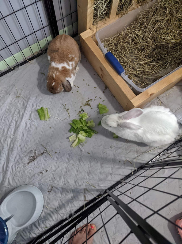 received_593611929078758.jpeg