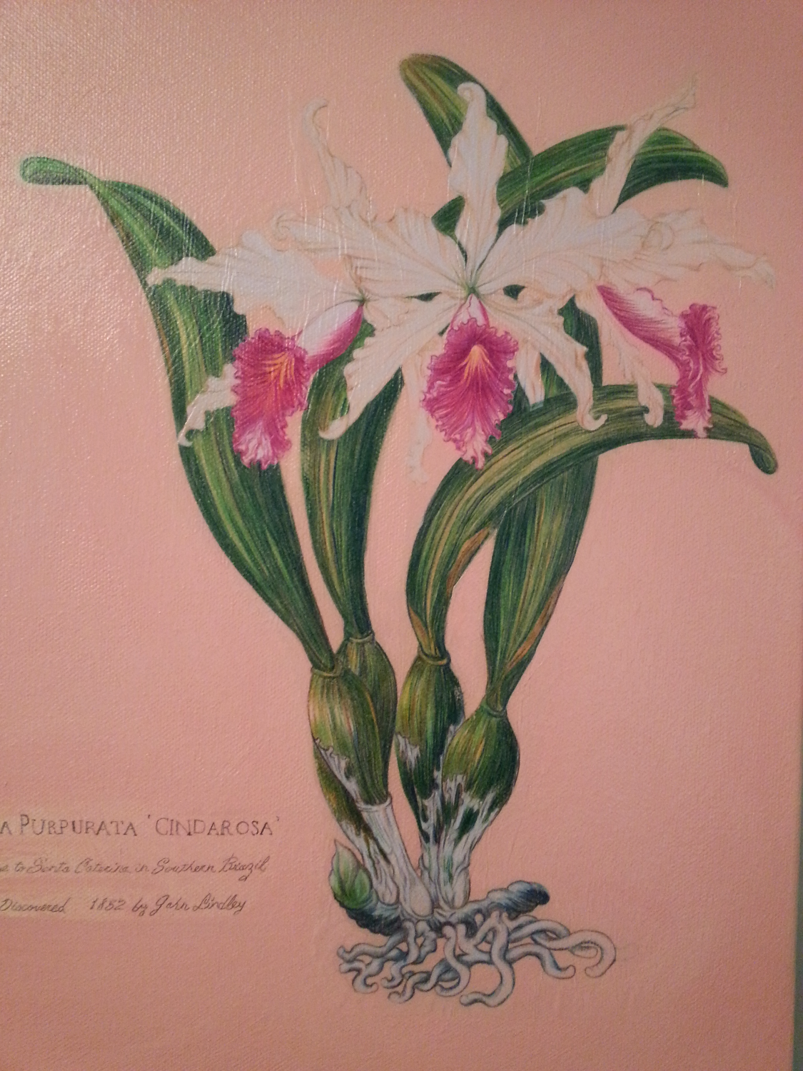 Hilo Orchid Society, Hilo Hawaii 967