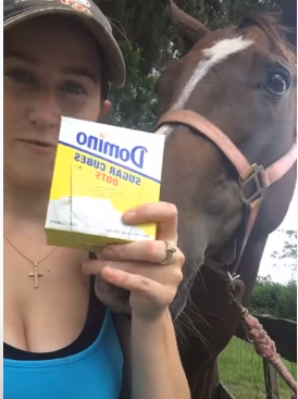 Horse trying sugar cubes