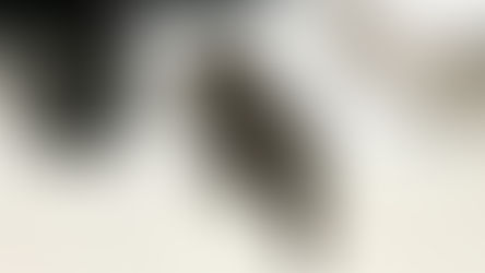 Drunk Raccoon Found Passed Out in Liquor Store Bathroom After Overnight Break-In