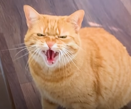 Cat Hates Everyone, Especially Children