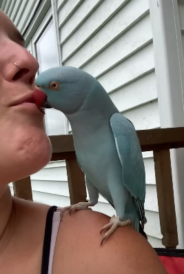 Is This The Cutest Bird Ever?