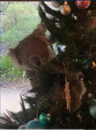 Koala Climbing Christmas Tree