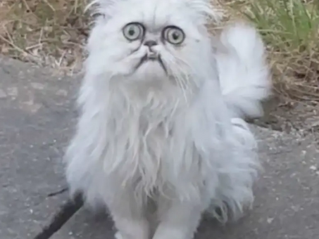 Ma, There's A Weird Cat Outside!