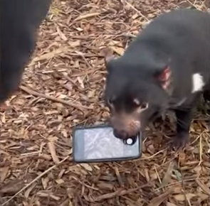 Tasmanian Devil steals phone