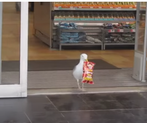 Seagull Stealing Packet Of Chips In Aberdeen