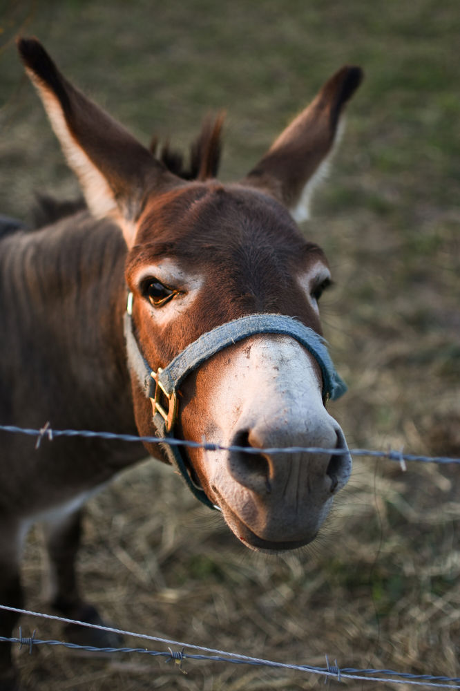 Donkey Laughs At Dog Getting Electric Shock