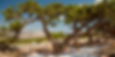 CHIOS MASTIC TREES